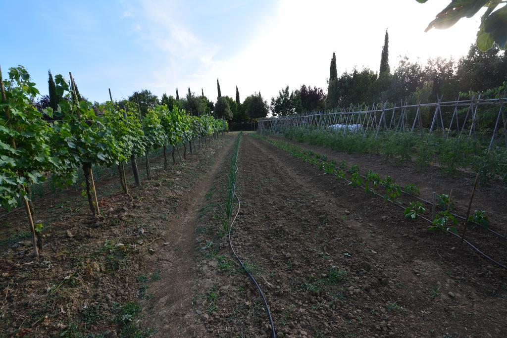 Agriturismo Dolce Verde Castiglione del Lago Dış mekan fotoğraf